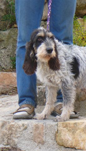 Publication : De la fontegude 