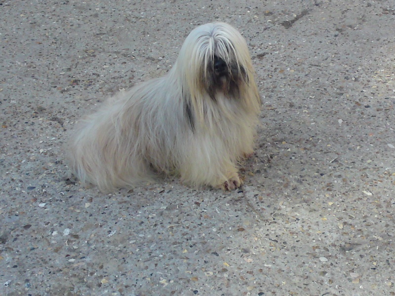 Publication : Von zirpen 