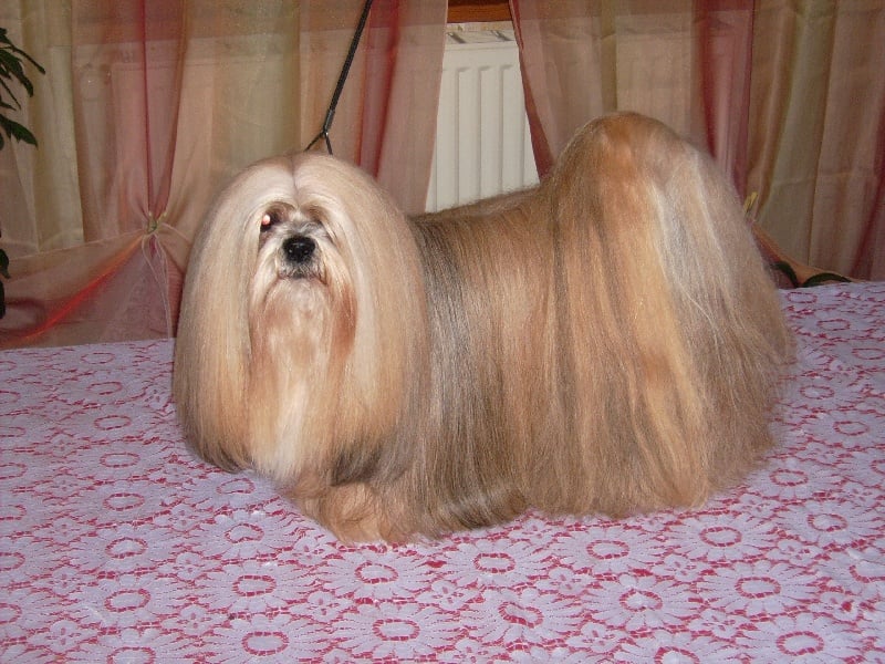 Publication : de la Mascotte Dorée 