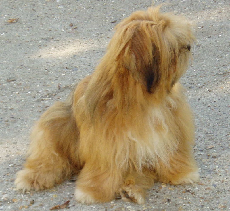 Publication : Von zirpen 