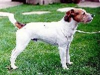 ridley Robber of belmor