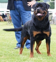 Dalko des Rotts de la Baronnie