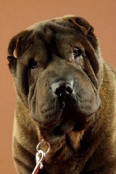 Publication : du roc d'Eden Auteur : Studio O. D'Auria