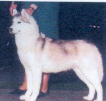 Nootka's nikita of isbok