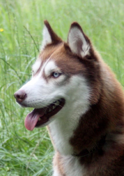 Publication : By Snow's Runner Auteur : sauter