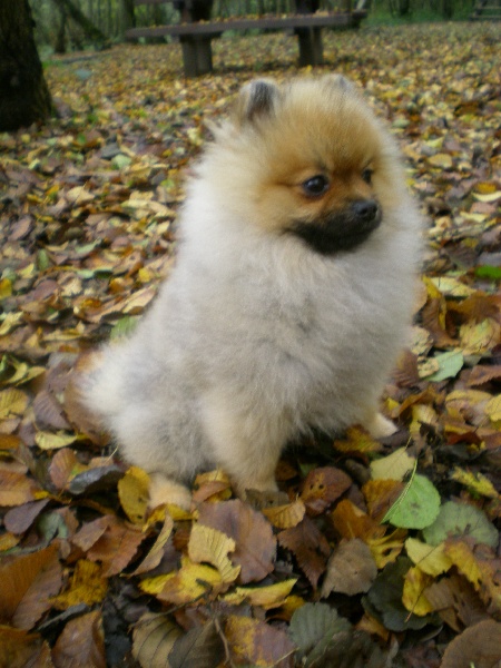 Publication : Mes Bouilles à Bisous Auteur : PROPRIETAIE