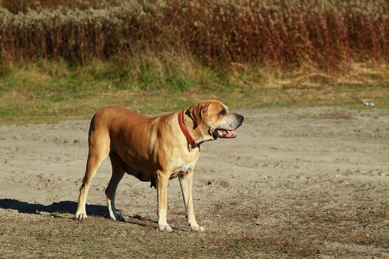 Saba z lesnego potoku