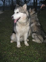 Étalon Alaskan Malamute - Enjy of legend Spirit