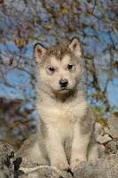 Étalon Alaskan Malamute - Magic Wolf Flash Back