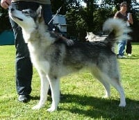 Étalon Alaskan Malamute - Enya fine razel of Greystone Shadow