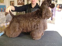 Étalon American Cocker Spaniel - Vast succes in brown