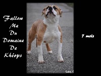 Étalon American Staffordshire Terrier - Fallow me du Domaine de Kheops
