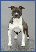 Étalon American Staffordshire Terrier - CH. Enrood de la maison d este
