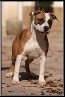 Étalon American Staffordshire Terrier - Fatal beauty du Domaine de Kheops