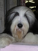 Étalon Bearded Collie - CH. Eyssonpark perfection de Chester