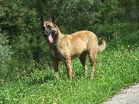 Étalon Berger Belge - Geena du lac de naxos