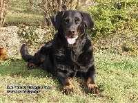 Étalon Berger de Beauce - cold wind of walhalla´s Ayla