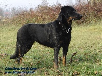 Étalon Berger de Beauce - Celtic Poussière De Lune
