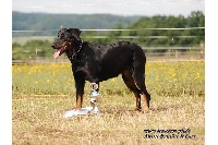 Étalon Berger de Beauce - CH. Altesse Poussière De Lune