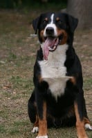 Étalon Bouvier de l'Appenzell (appenzellois) - CH. Urbain de la vallee des grands ducs