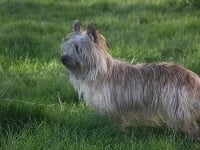 Étalon Cairn Terrier - Disquette de ker menoray