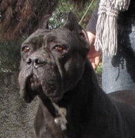 Étalon Cane Corso - Byorna (Sans Affixe)