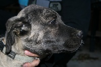 Étalon Cao Fila de São Miguel - Fait lady doll (Sans Affixe)