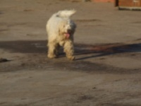 Étalon Chien d'eau portugais - Floco da luz do mar
