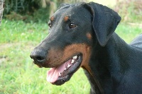 Étalon Dobermann - Dahlia nera Del palazzo di shanta