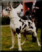 Étalon Dogue allemand - CH. Hercules (Sans Affixe)