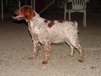 Étalon Epagneul Breton - CH. Blinda Des pigenettes