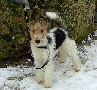 Étalon Fox Terrier Poil Dur - Darjeeling of Wood Partner's