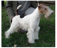 Étalon Fox Terrier Poil Dur - Calliope De la mine bleue