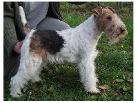 Étalon Fox Terrier Poil Dur - Vanille De la mine bleue