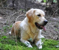 Étalon Golden Retriever - Ella du clos valéone