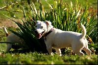 Étalon Jack Russell Terrier - Tipex des Apollons de Garras