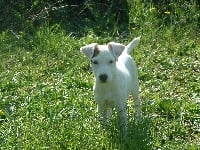 Étalon Jack Russell Terrier - Extra du pont des tourradons