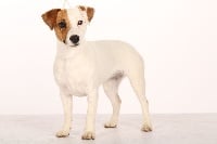 Étalon Jack Russell Terrier - Eclipse de la pinkinerie