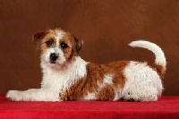 Étalon Jack Russell Terrier - Azote des Microlosses