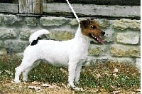 Étalon Jack Russell Terrier - Suzan's Pride Babou