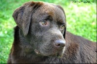 Étalon Labrador Retriever - Duke box of Puppydogs Tails