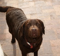 Étalon Labrador Retriever - Betsy du Hameau de Crecques