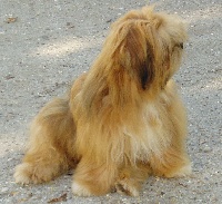 Étalon Lhassa Apso - Apchi of vasco de koempfer