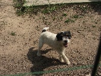 Étalon Parson Russell Terrier - Cinq-de-coeur dit cookie De la petite noisette