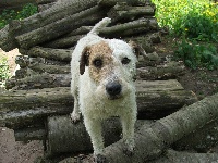 Étalon Parson Russell Terrier - Bergamotte dite choupi (Sans Affixe)