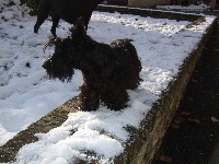 Étalon Scottish Terrier - E'black pearl (Sans Affixe)