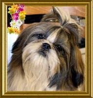 Étalon Shih Tzu - Ewenki pearl des Trolls Malicieux