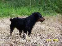 Étalon Terrier de chasse allemand - Ermine du mesnil levrault