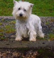 Étalon West Highland White Terrier - Brindille Du domaine des lys