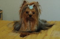 Étalon Yorkshire Terrier - Titus des flocons de lumiere